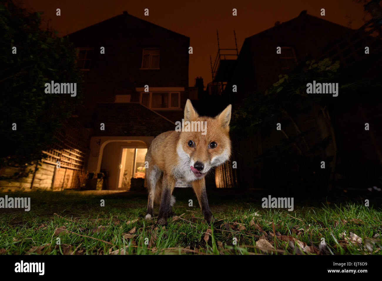 Fox urbaine de lécher les lèvres dans un jardin du sud de Londres la nuit Banque D'Images