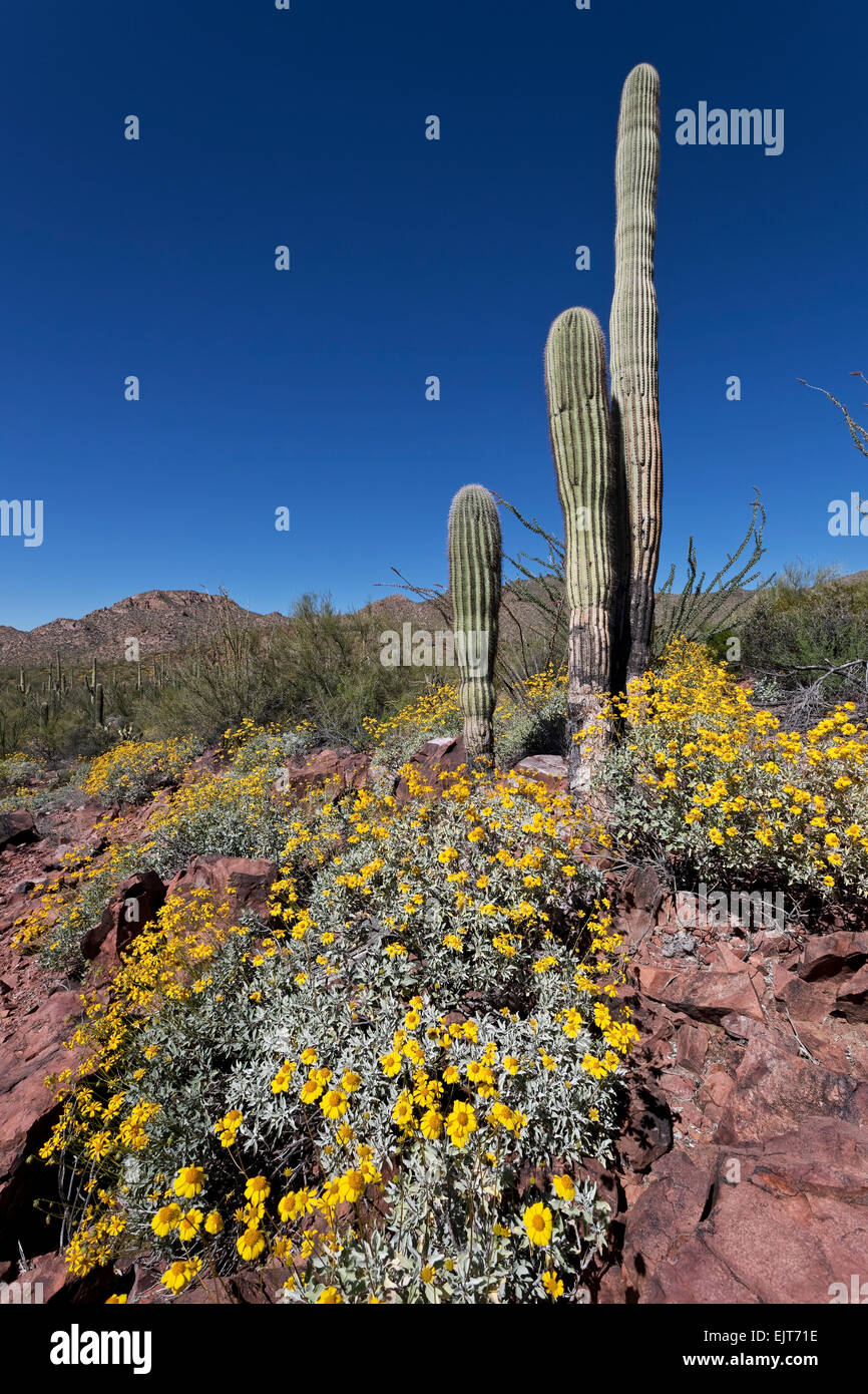Brittlebush (Encelia farinosa), Saguaro National Park, à l'Ouest, Tucson, Arizona Banque D'Images