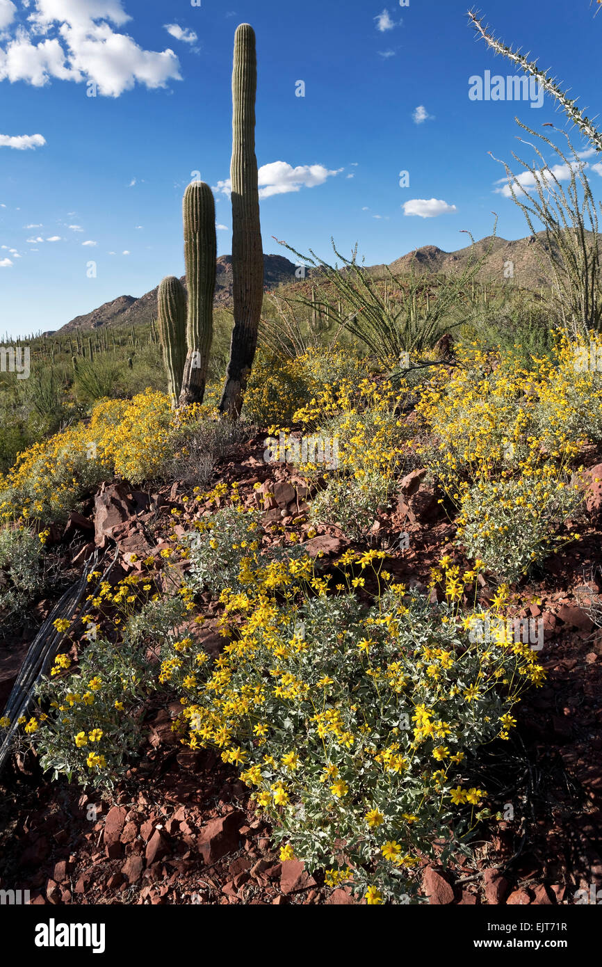 Brittlebush (Encelia farinosa), Saguaro National Park, à l'Ouest, Tucson, Arizona Banque D'Images