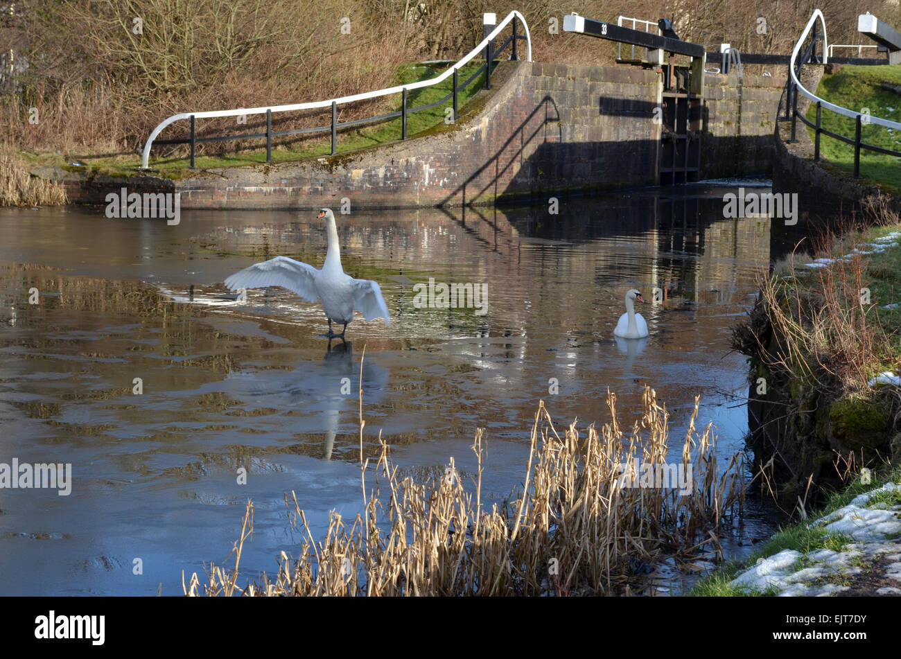 Cygne blanc debout sur les ailes battantes de glace sur le Forth & Clyde Canal, Glasgow Banque D'Images