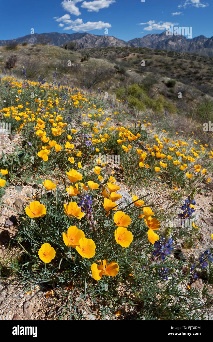 Coquelicots de Californie et Desert bloom Lupin en Catalina State Park, Tucson, Arizona Banque D'Images