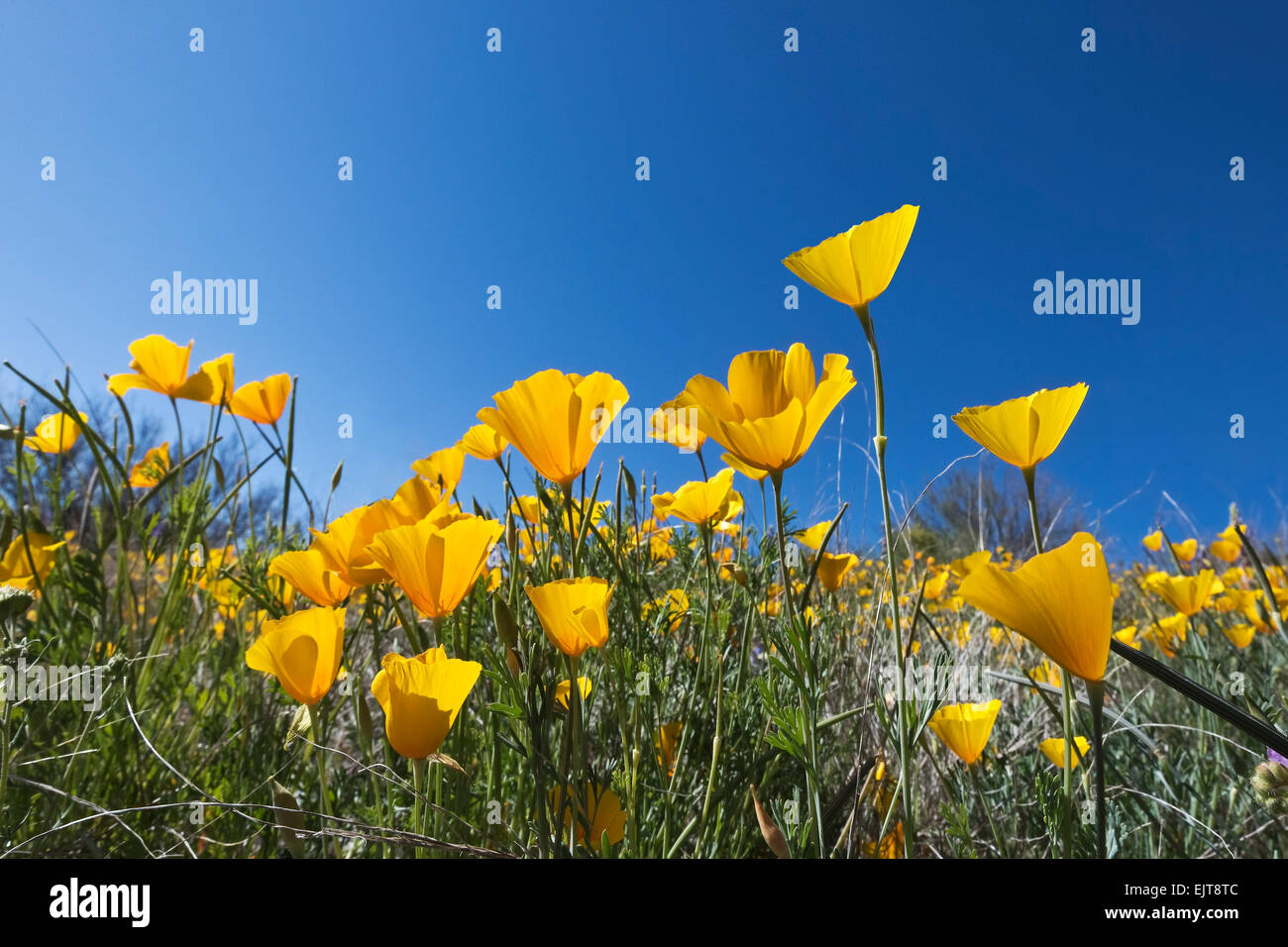 Coquelicots de Californie aka : coquelicots or mexicain (Eschscholzia californica art. mexicana) fleurissent en Catalina State Park, Tucson, Ariz. Banque D'Images
