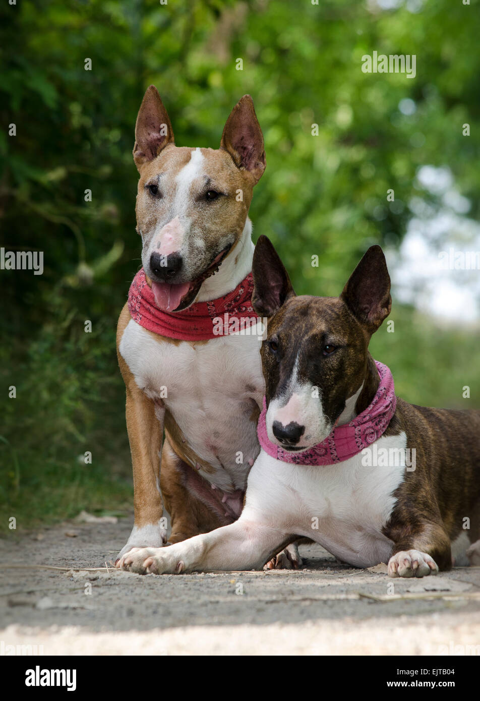 Deux bull terrier dans la nature Banque D'Images
