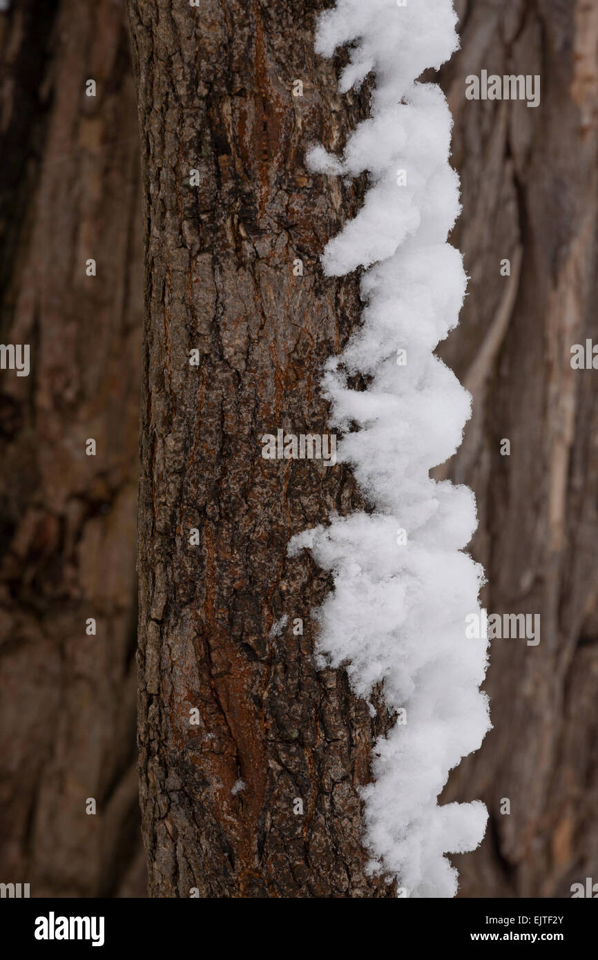 La neige mouillée s'accroche à un arbre après une tempête de neige au début de l'hiver, la création d'une formation intéressante. Newmarket, Ontario, Canada. Banque D'Images
