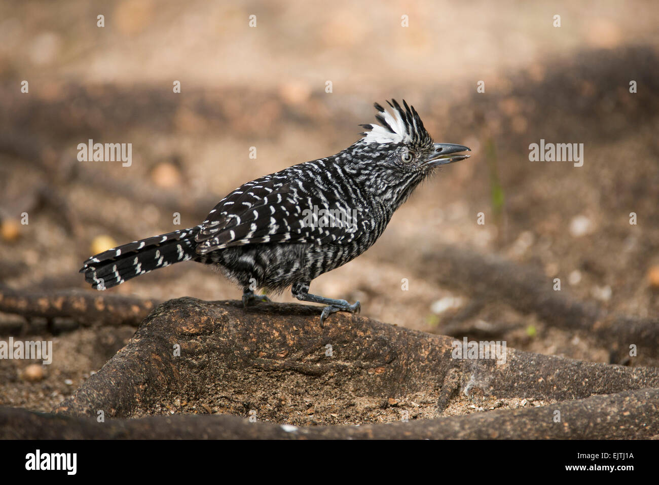 Antshrike Thamnophilus doliatus, interdit, le Suriname Banque D'Images