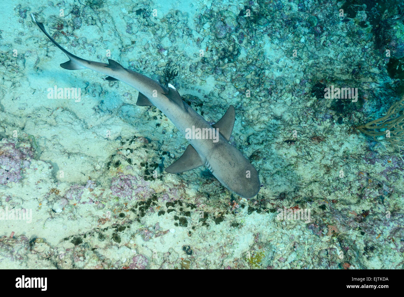 Triaenodon obesus, Whitetip reef shark, Hafsha Thila, Ari Atoll, Maldives, océan Indien Banque D'Images