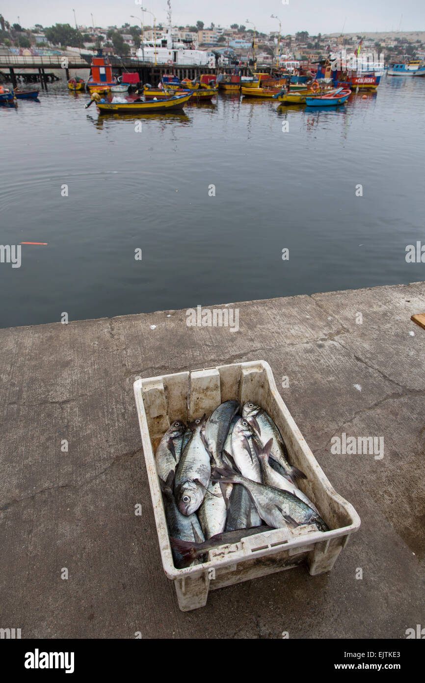 Le poisson fraîchement débarqué, Caldera port, Chili Banque D'Images
