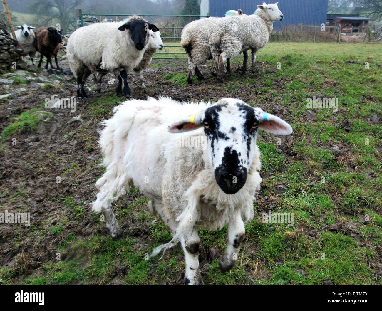 Troupeau de moutons dirigé par une personne curieuse au visage noir et blanc, Derbyshire, Royaume-Uni Banque D'Images