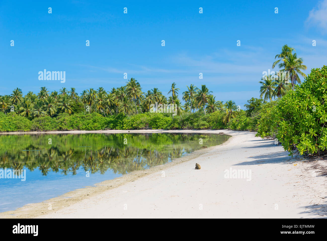 Plage de palmiers Maradhoo, Gan, l'Atoll d'Addu, Seenu Atoll, Maldives, mer dorsale Chagos-Maldives, océan Indien Banque D'Images