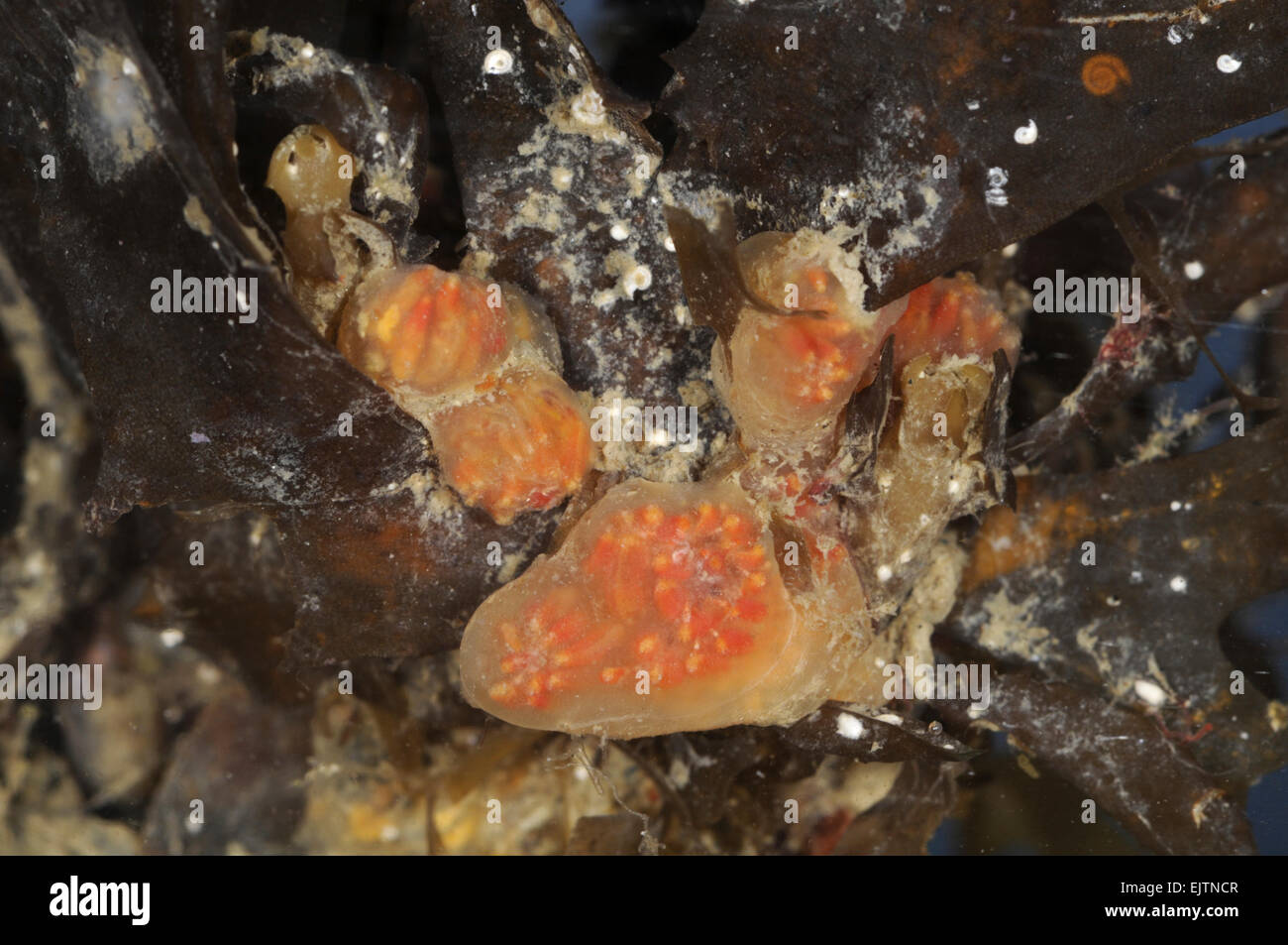 Sea Squirt - Morchellium argus Banque D'Images