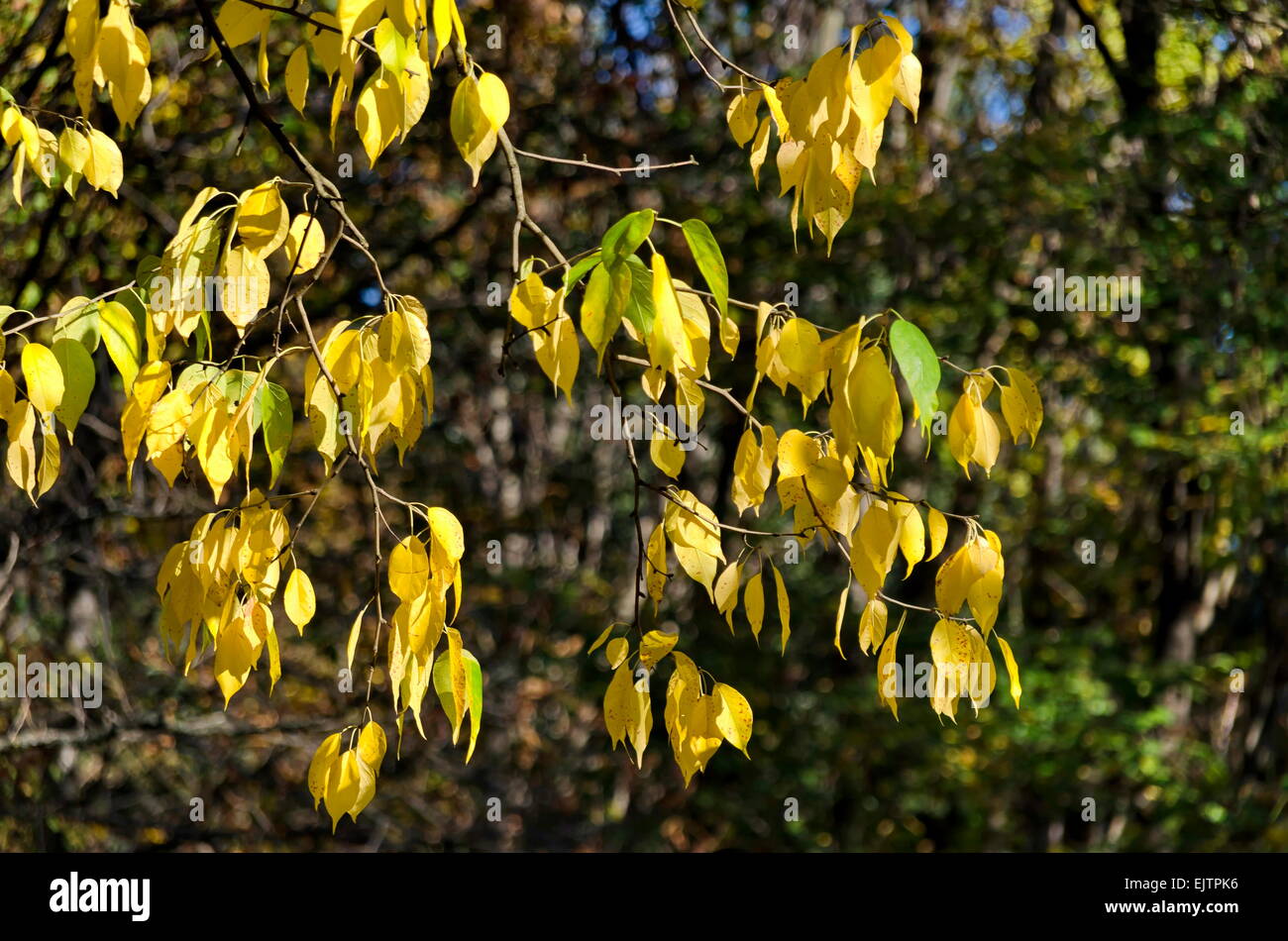 Feuillage d'automne doré baignée de frêne (Fraxinus) Banque D'Images
