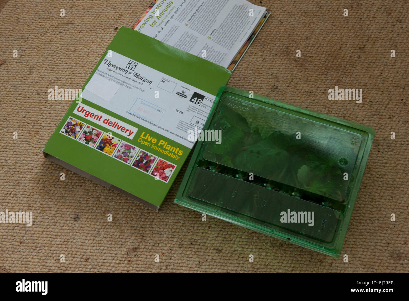 Plantes de jardin ( Trailing Begonia ) bough en ligne et envoyé par la poste, montrant les plantes, les bouchons de remplissage avec culture Banque D'Images