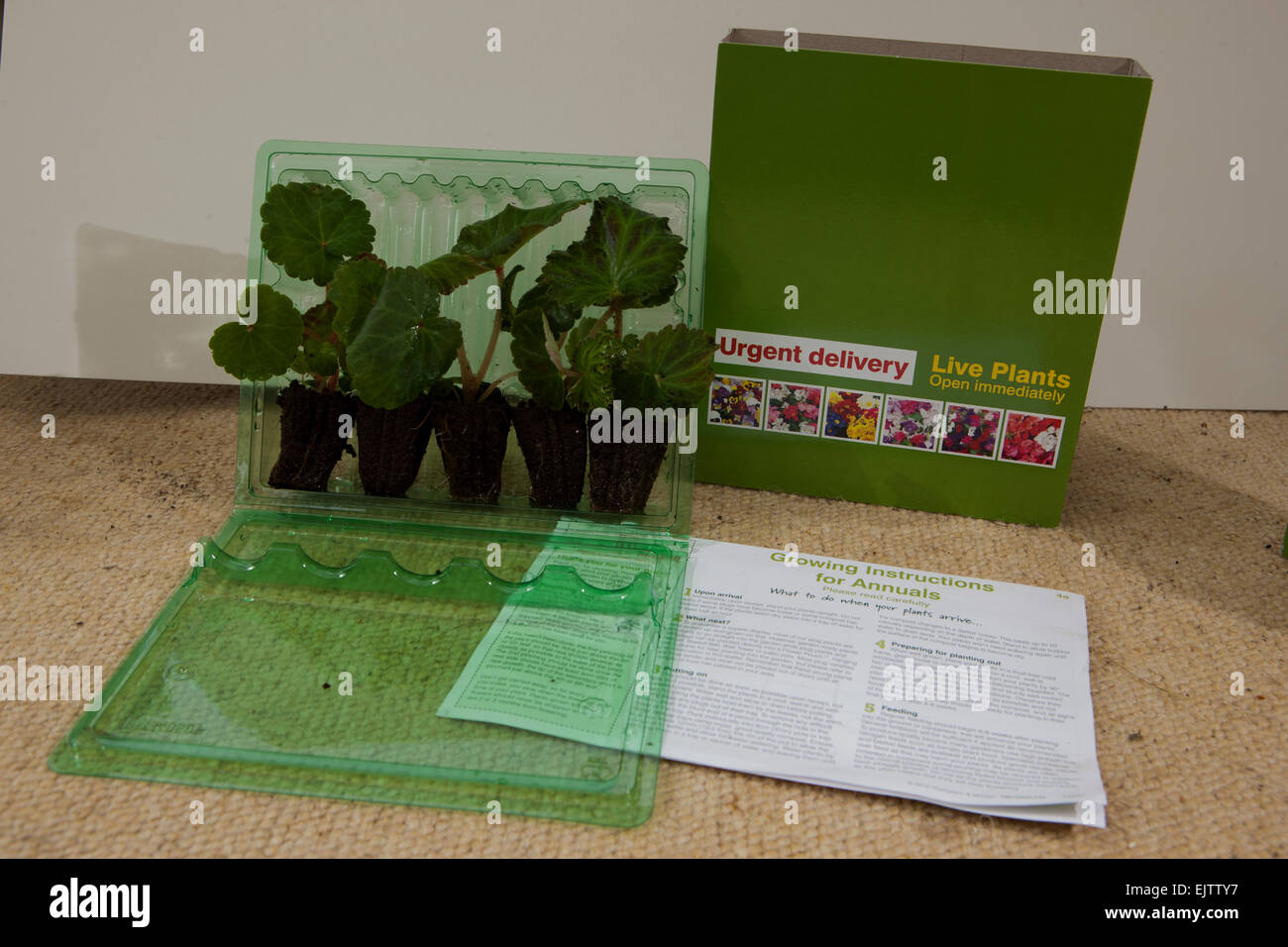 Plantes de jardin ( Trailing Begonia ) bough en ligne et envoyé par la poste, montrant les plantes, les bouchons de remplissage avec culture Banque D'Images
