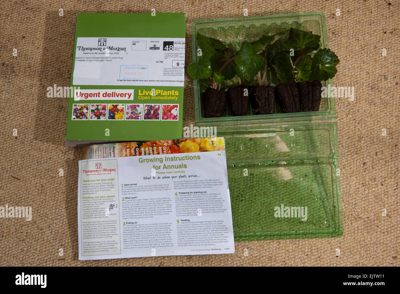 Plantes de jardin ( Trailing Begonia ) bough en ligne et envoyé par la poste, montrant les plantes, les bouchons de remplissage avec culture Banque D'Images