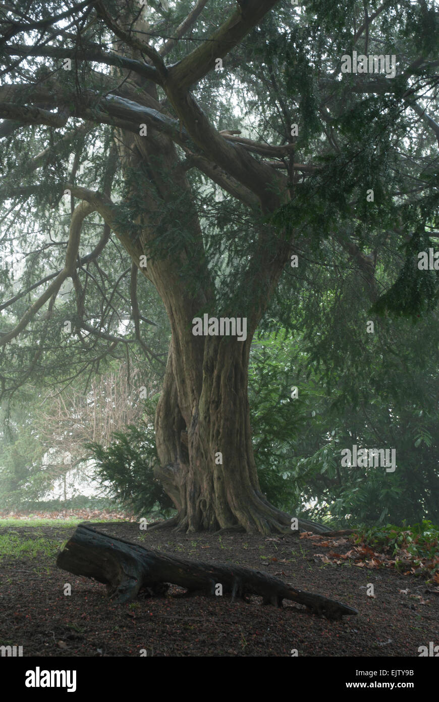 Petit arbre d'if in garden Banque D'Images