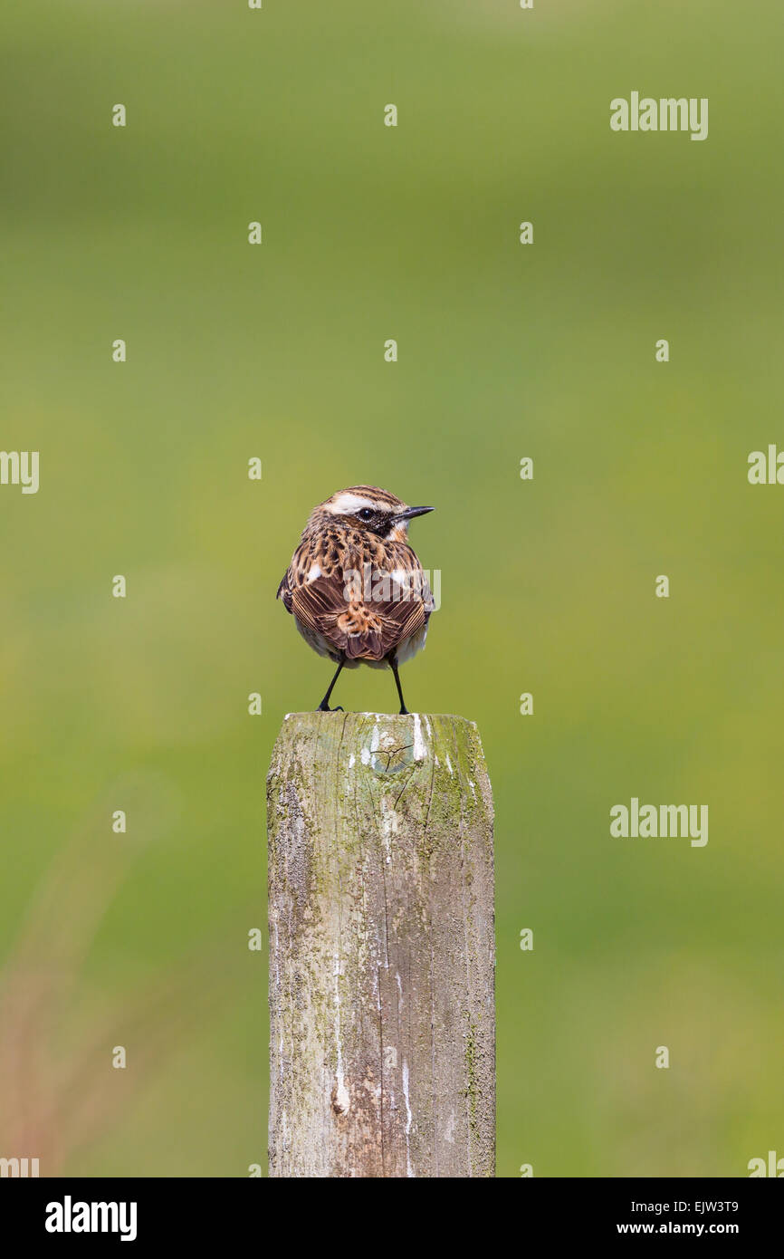 Whinchat assis sur un poteau Banque D'Images