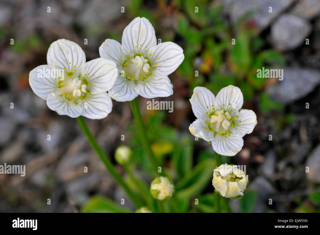 L'herbe des marais du nord du Mont Parnasse / herbe-de-Parnassus (Parnassia palustris) en fleurs Banque D'Images