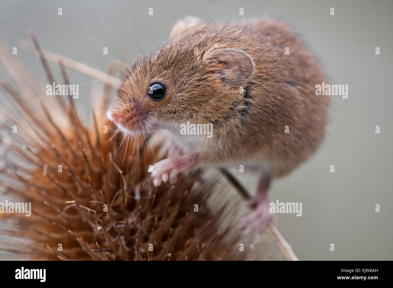 Souris d'Eurasie (Micromys minutus) Banque D'Images