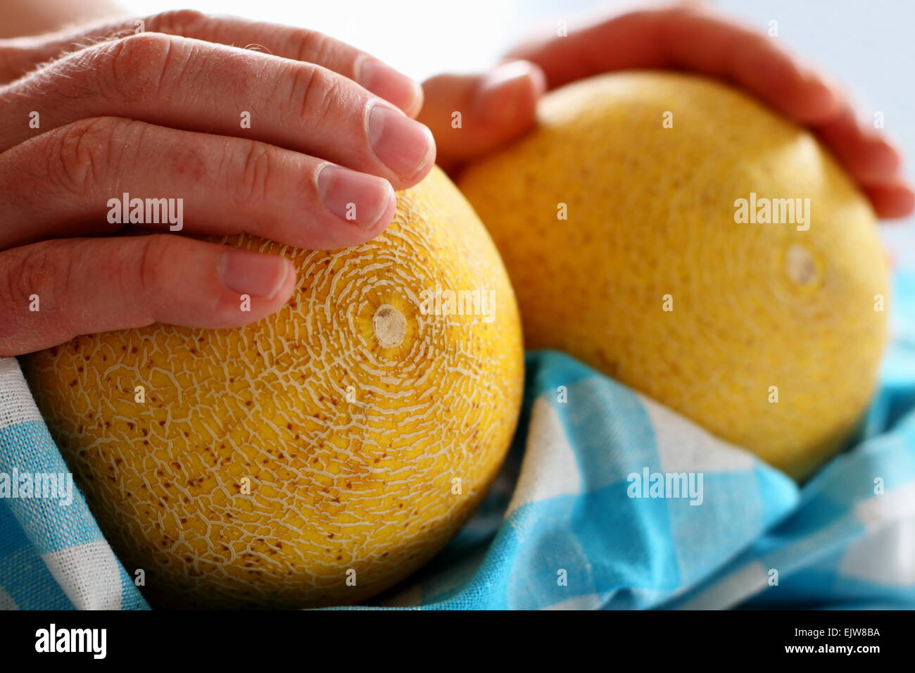 Men's hands holding deux melon Galia sur blanc-bleu serviette, soft focus Banque D'Images