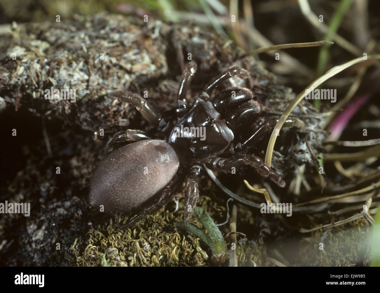 Sac à main-web spider - Atypus affinis Banque D'Images