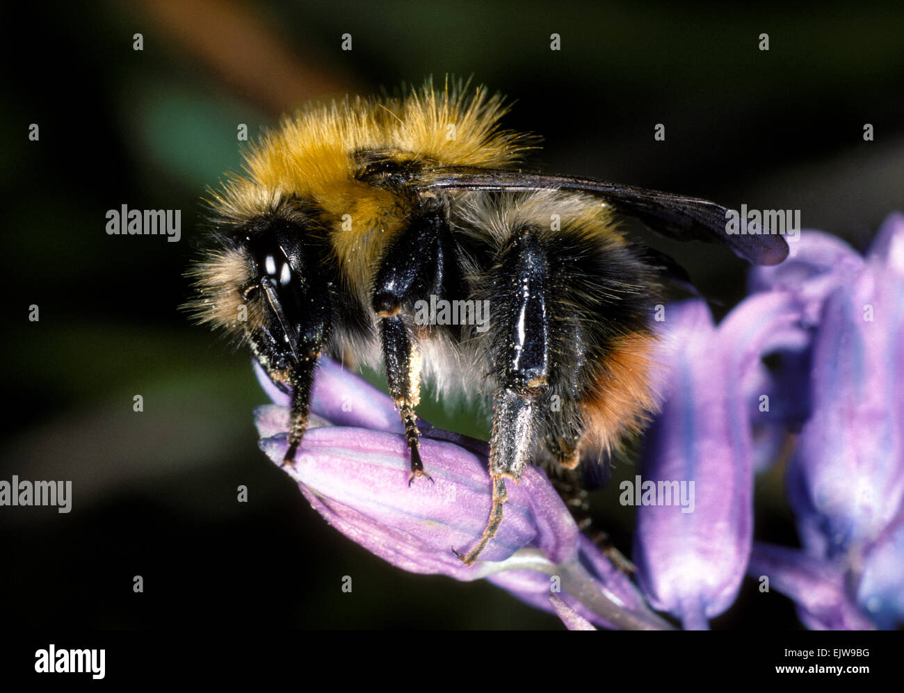 Début de Bourdon - Bombus pratorum Banque D'Images