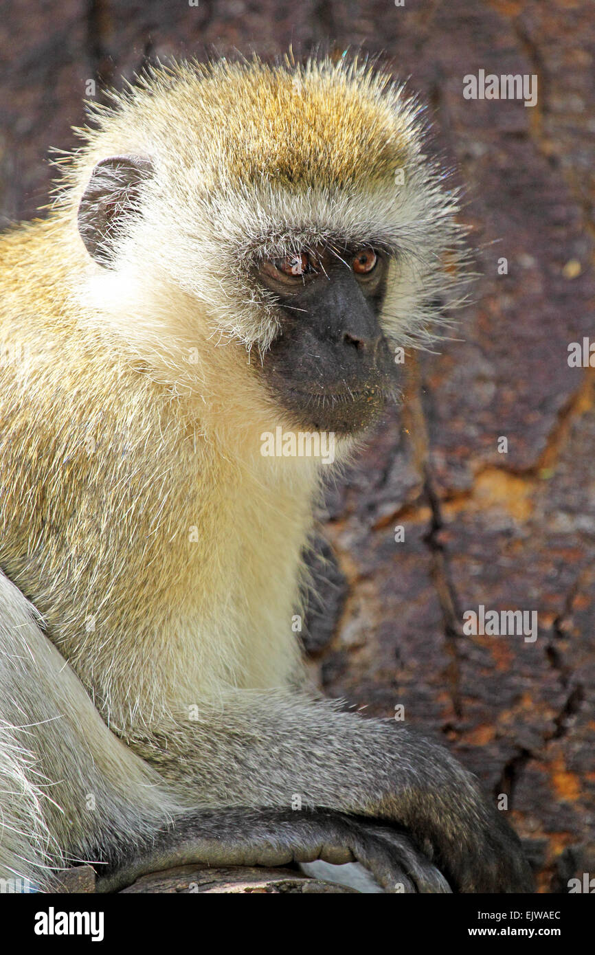 Un singe, Chlorocebus pygerythrus, assis sur un arbre. Ce singe vit dans les savanes, forêts et ils sont en mesure Banque D'Images