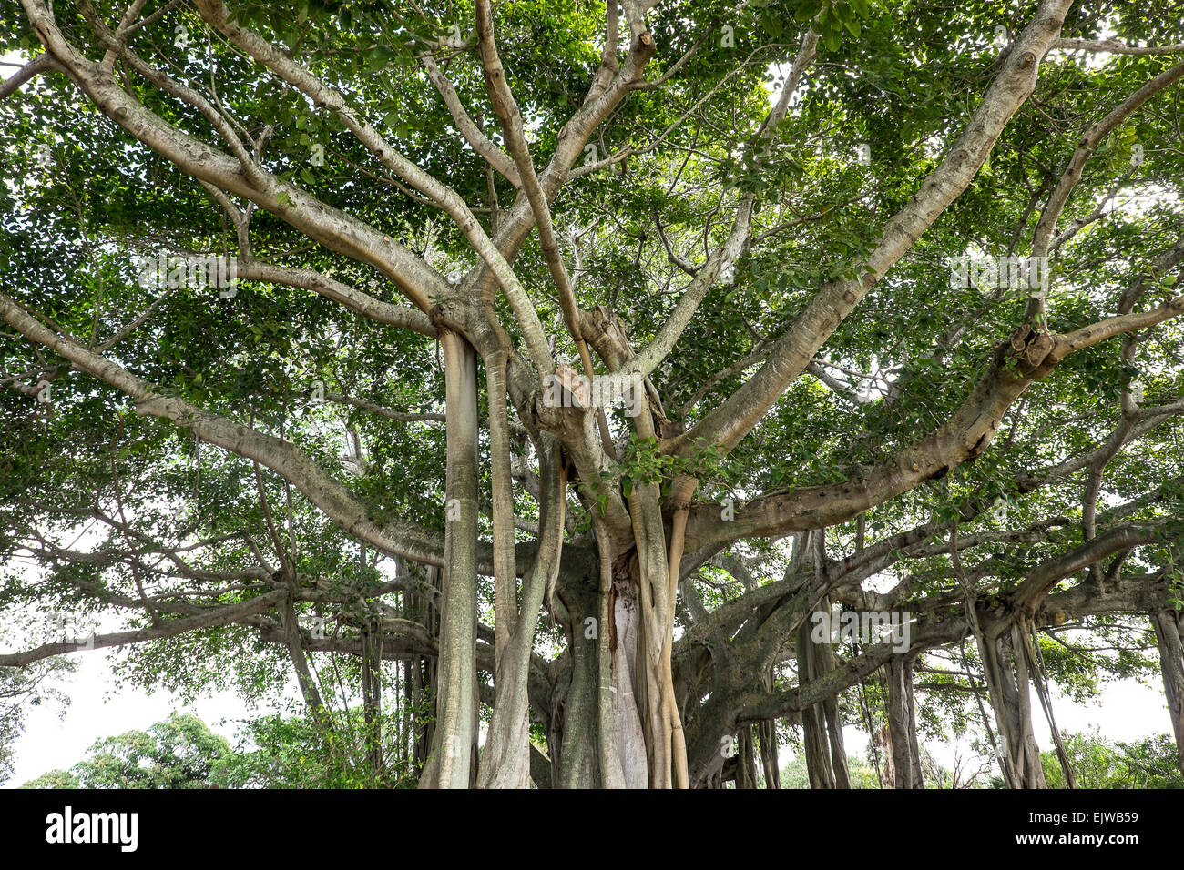 USA, Floride, Palm Beach, vue d'arbre de banian Banque D'Images