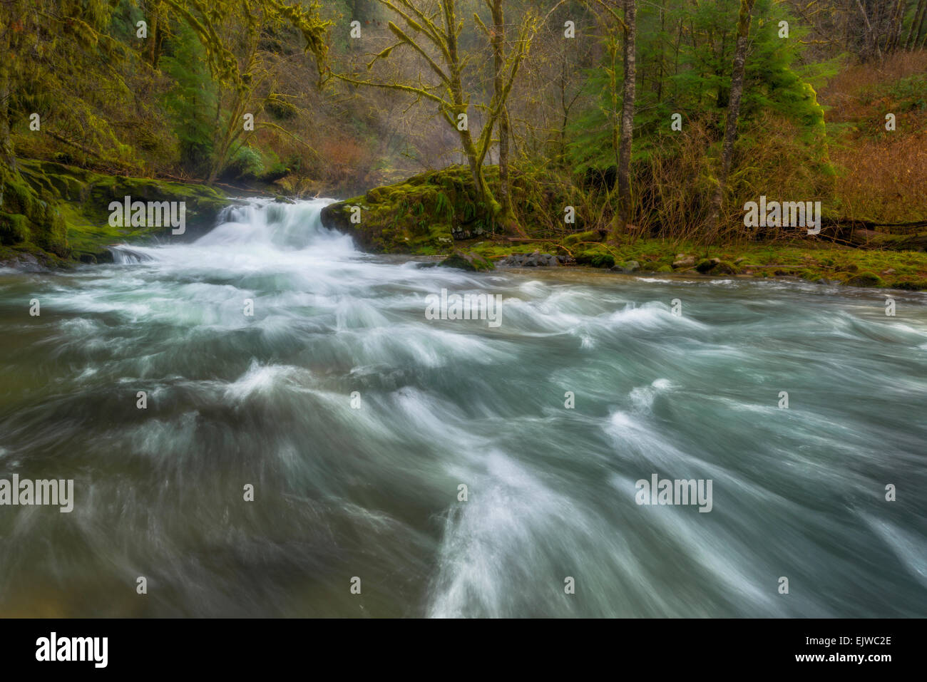 USA (Oregon), Sweet Creek, vue panoramique de stream in forest Banque D'Images