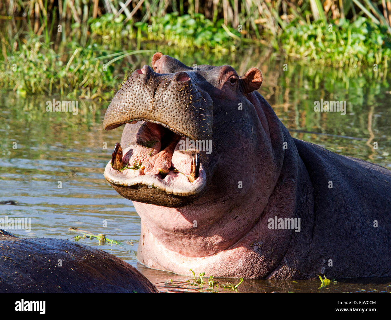 L'hippopotame commun dans l'eau avec la bouche ouverte Banque D'Images
