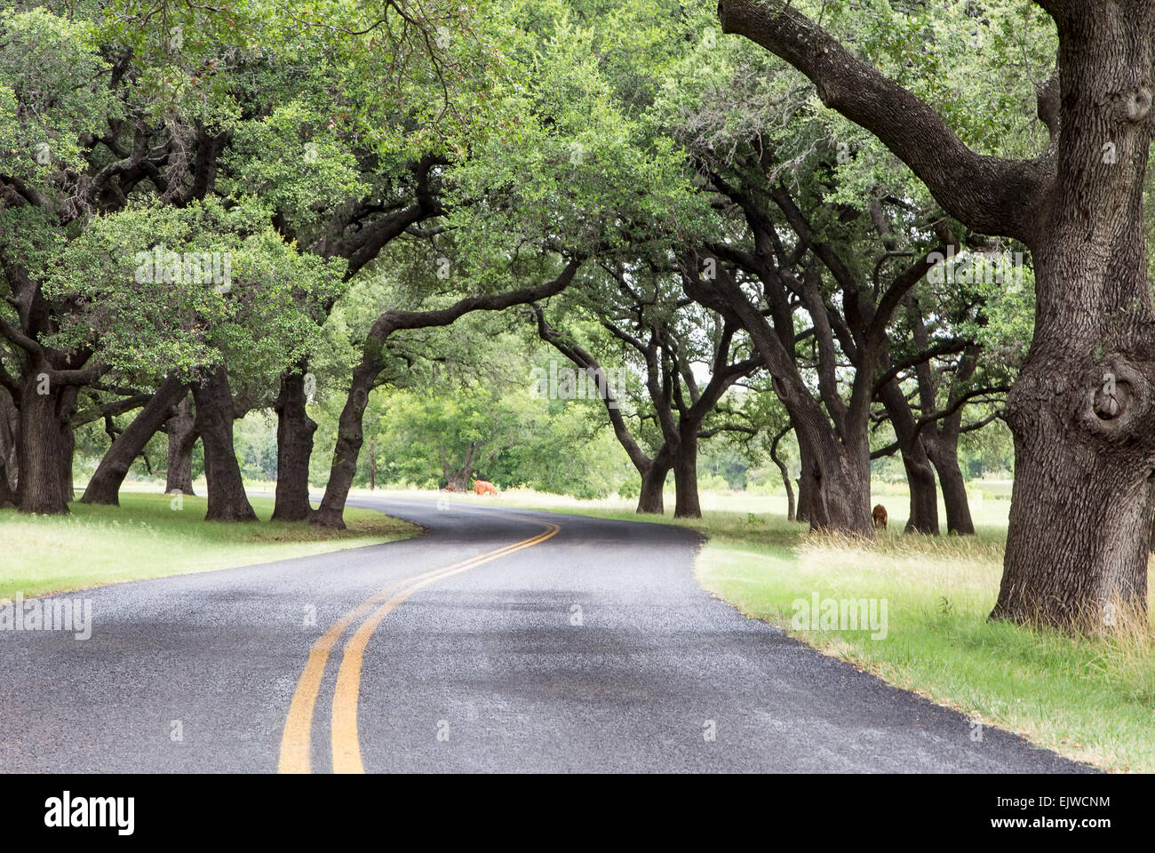 USA, Texas, Lyndon B Johnson National Historic Park, à vide, Banque D'Images