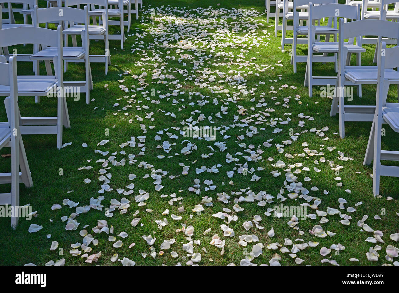 Pétales de fleurs sur la pelouse verte pour la cérémonie du mariage, les chaises sur les côtés, l'image symétrique Banque D'Images