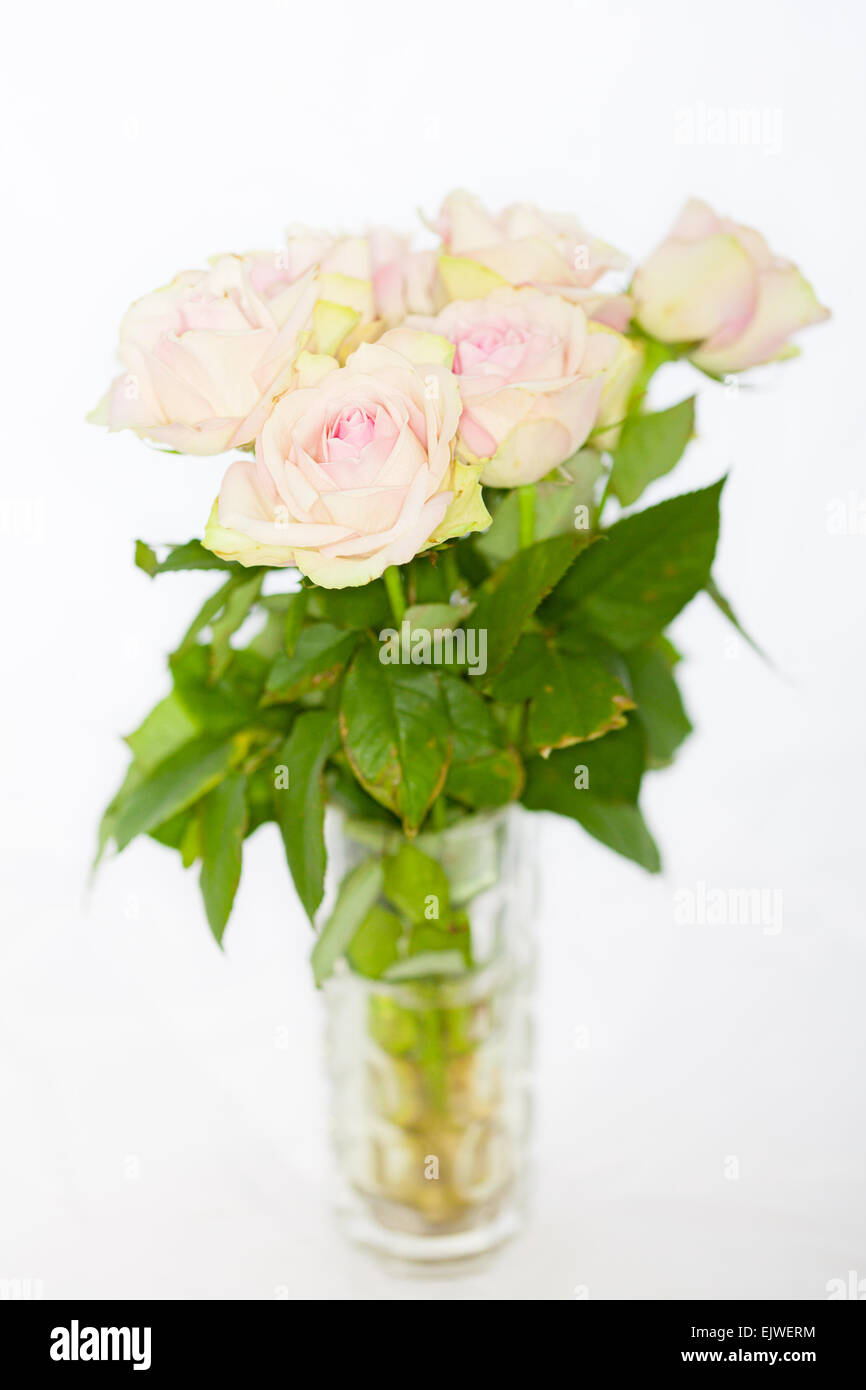 Roses en vase en verre en studio Banque D'Images