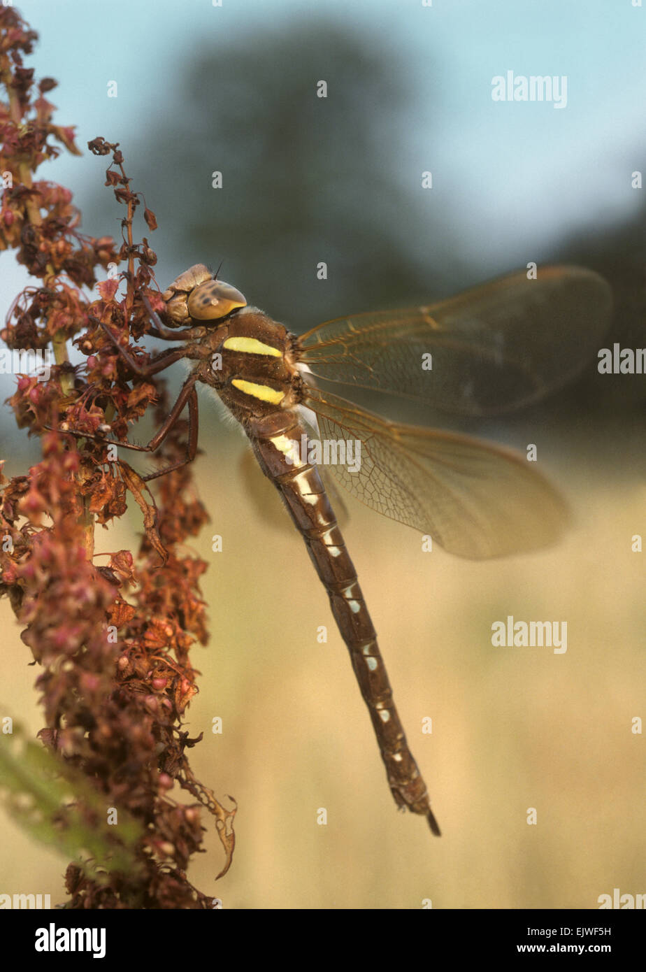 Brown - Hawker Aeshna grandis Banque D'Images