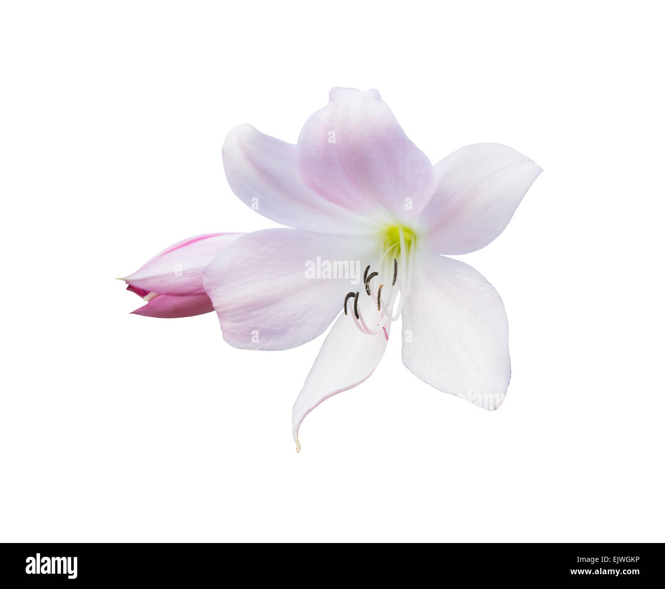 Fleur de lys rose libre isolé sur blanc. Banque D'Images