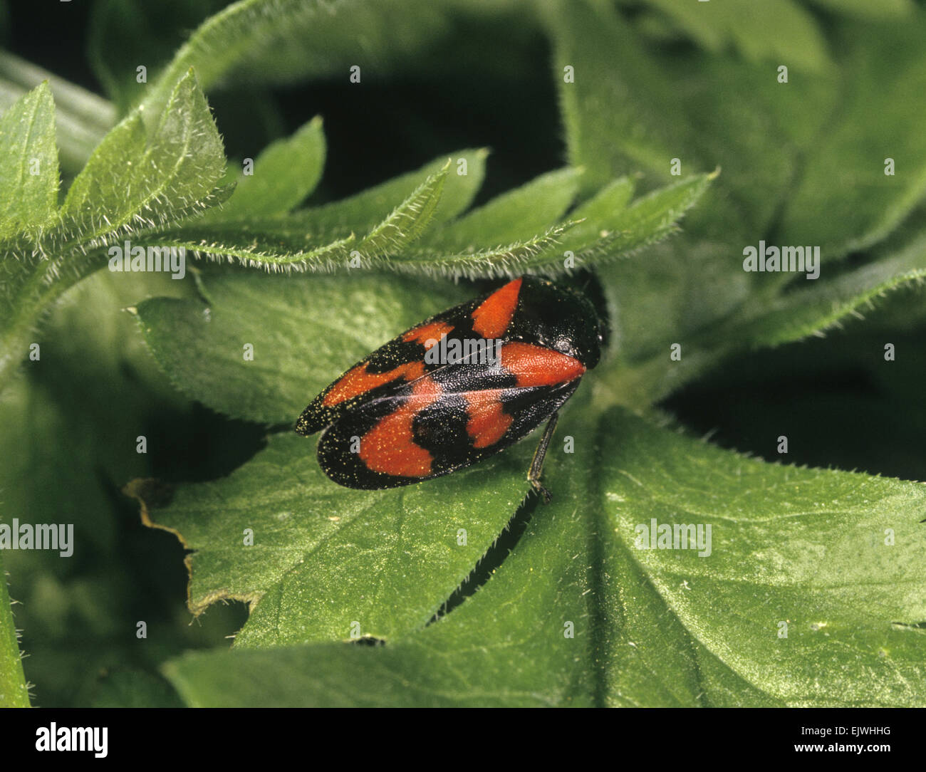 La cicadelle rouge et noir - Cercopis vulnerata Banque D'Images