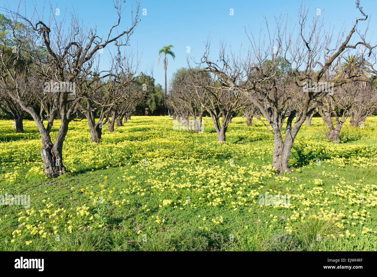 Caribou des arbres fruitiers et fleurs de printemps, Sunnyvale, Californie Banque D'Images