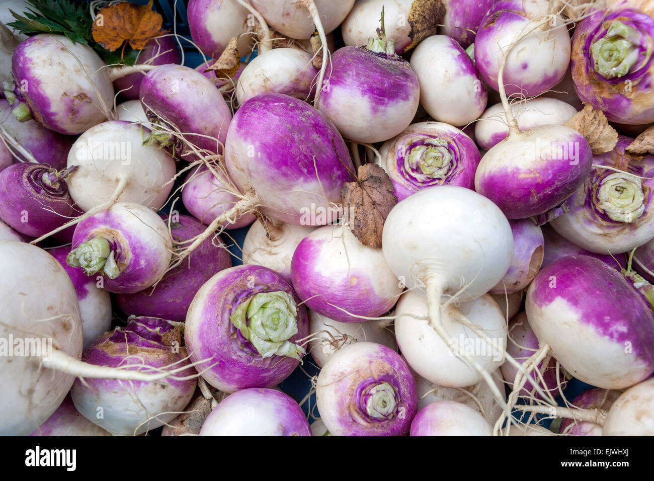 Racines de navets fraîchement fraîches dans le marché des agriculteurs locaux Turnip Brassica rapa subsp. Rapa « Purple Top » Banque D'Images