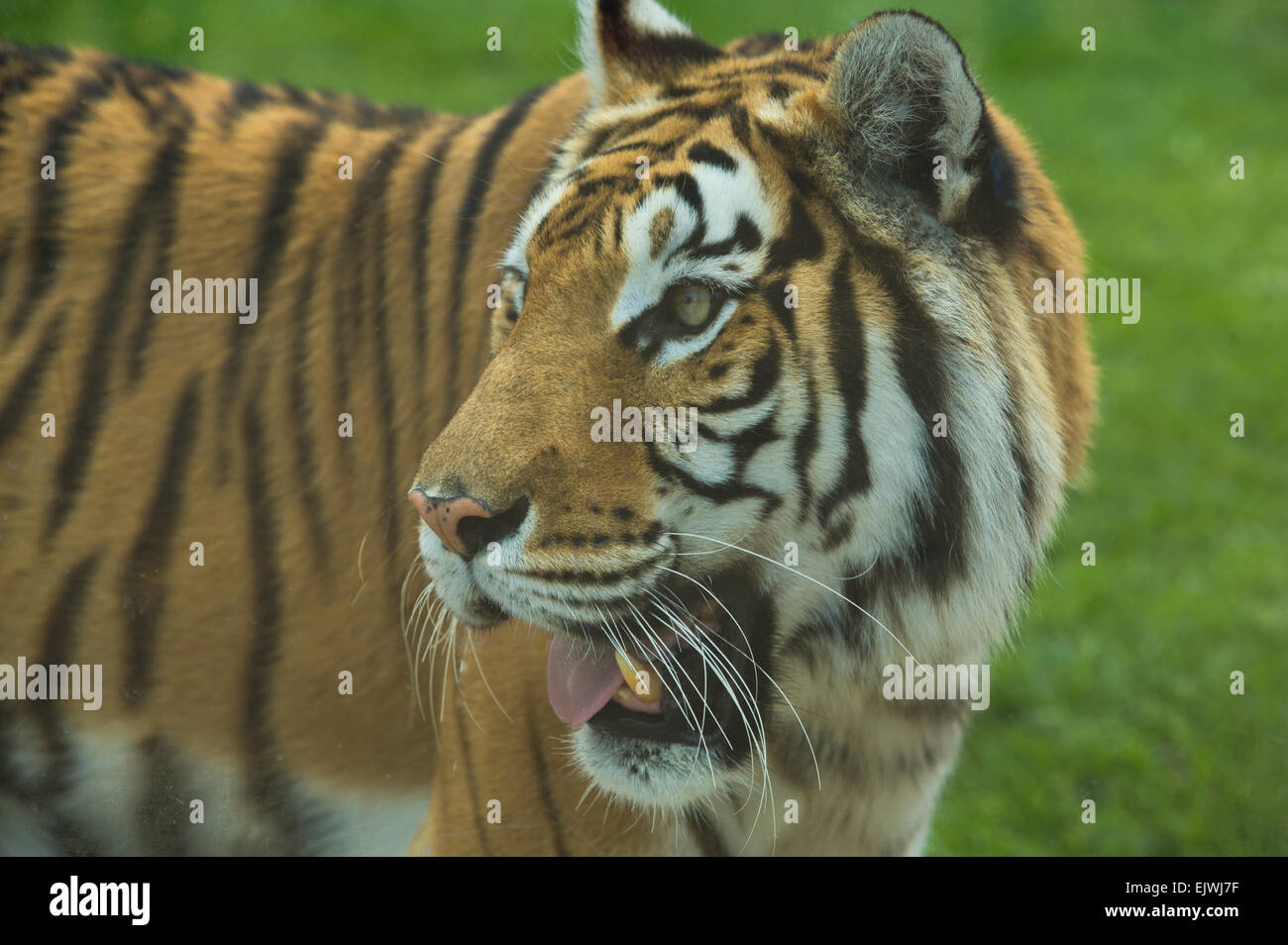 Tigre du Bengale avec la bouche ouverte. Langue maternelle en saillie avec soif Banque D'Images