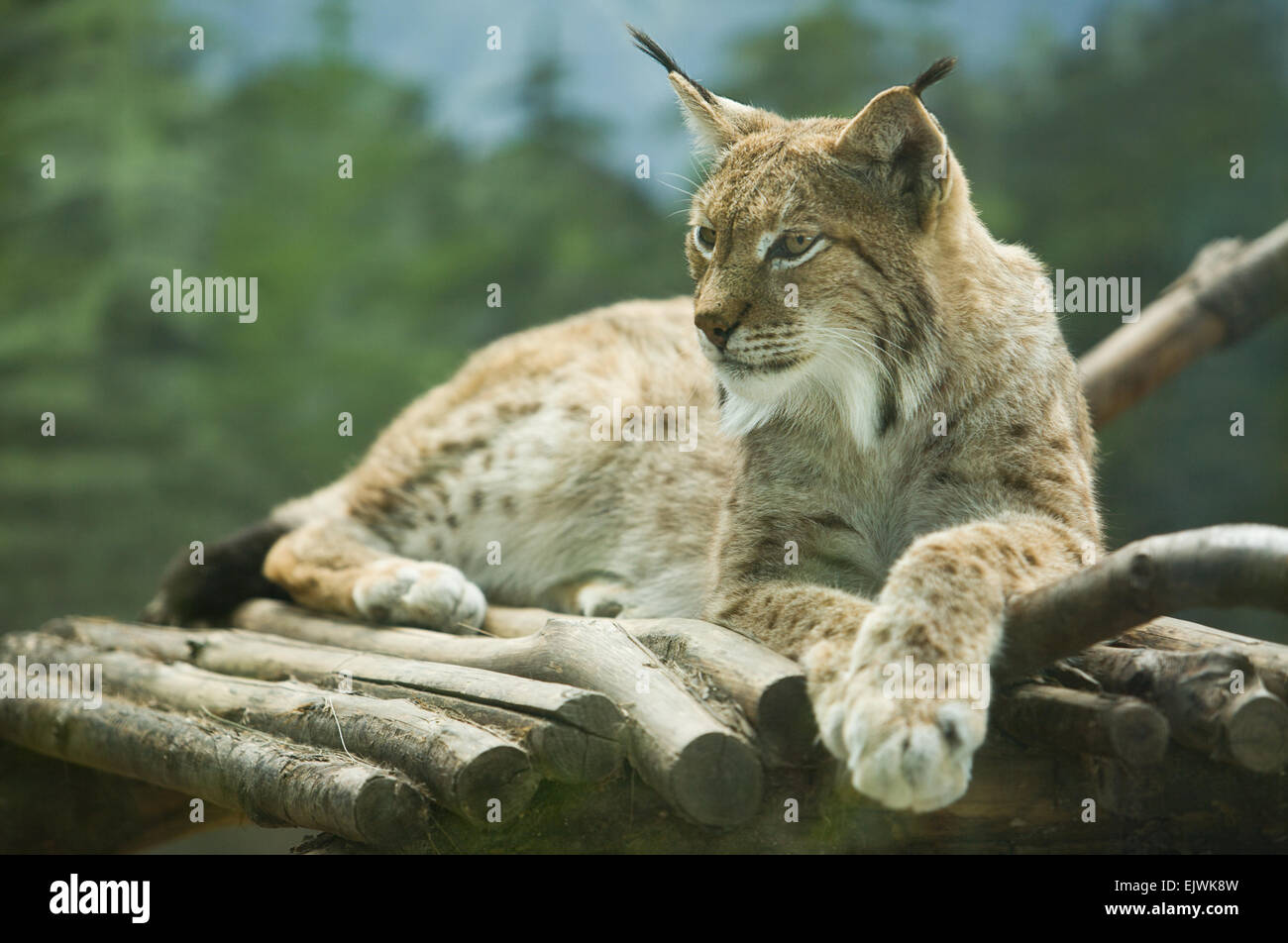 Le lynx boréal s'étend de l'Europe centrale et du nord à travers l'Asie. Depuis le début du 20e siècle, de l'Office eurasien lyn Banque D'Images