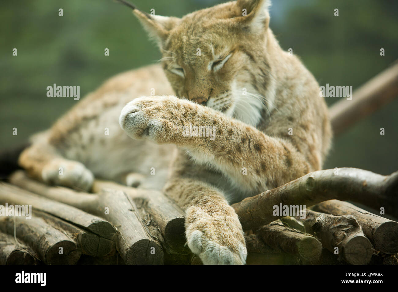 Le lynx boréal s'étend de l'Europe centrale et du nord à travers l'Asie. Depuis le début du 20e siècle, de l'Office eurasien lyn Banque D'Images