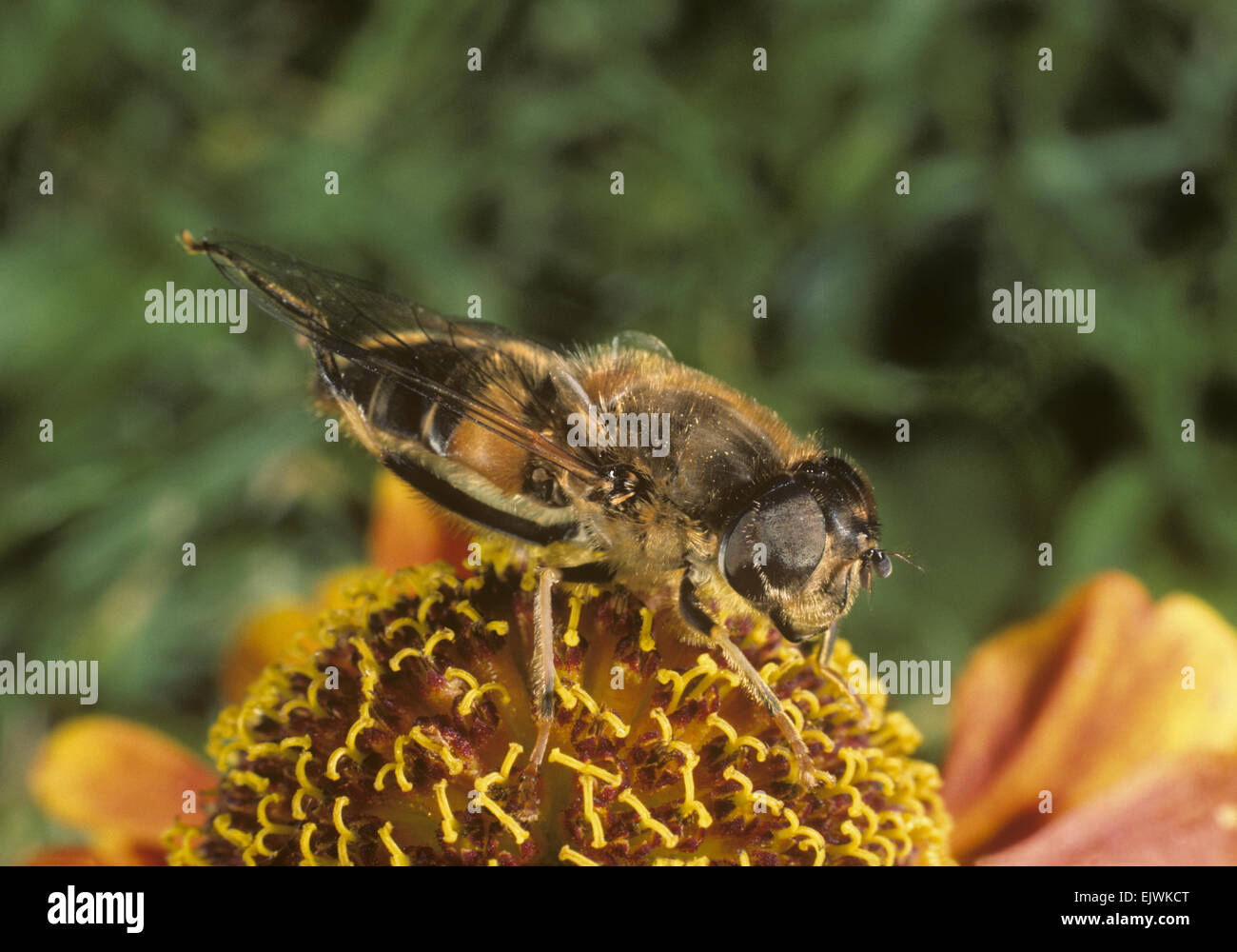 Eristalis tenax - Fly Drone Banque D'Images