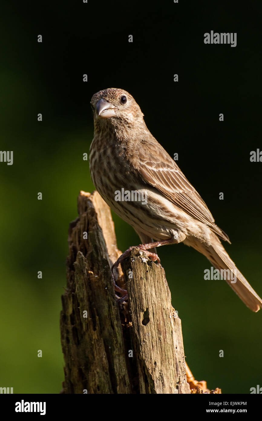 Une femelle Roselin familier est perché sur une souche de pin. Banque D'Images
