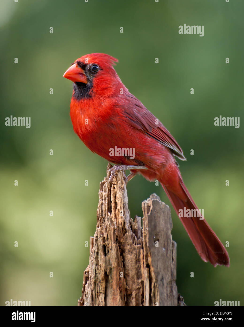 Un cardinal rouge perché en début de matinée. Banque D'Images