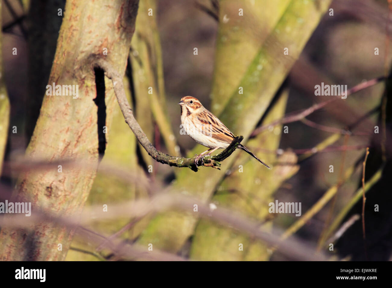 Reed Bunting Emberiza schoeniclus femelle ou une poule les terres agricoles et les oiseaux des zones humides Banque D'Images