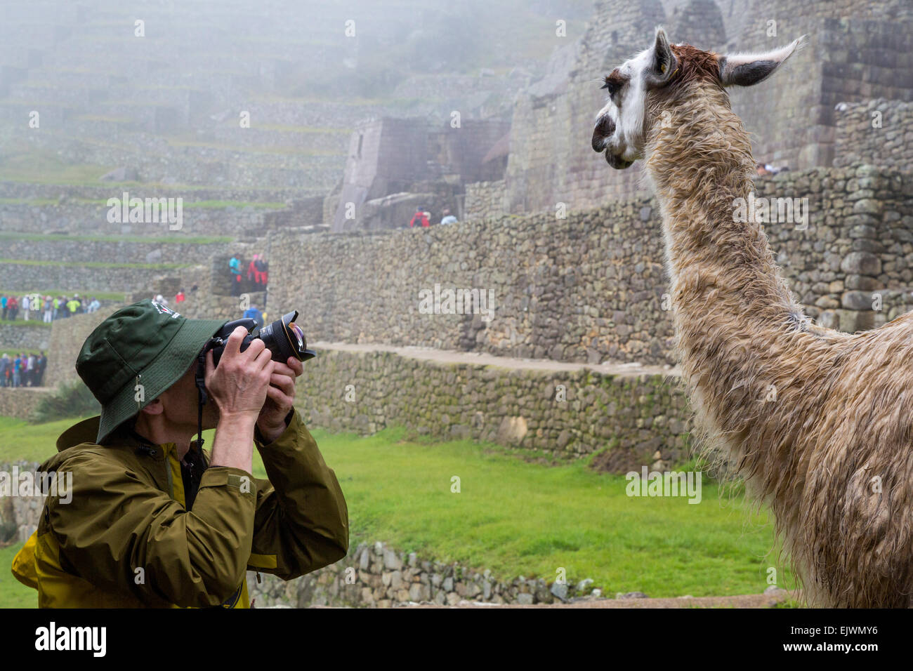 Au Pérou, le Machu Picchu. Photographe Photographie de Llama. M. Banque D'Images