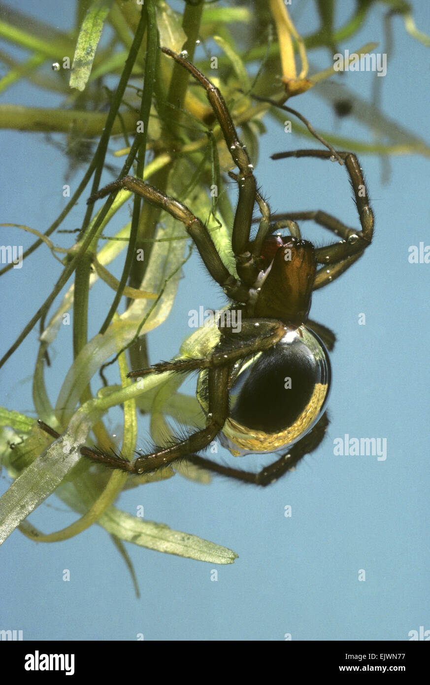Argyroneta aquatica - araignée d'eau Banque D'Images