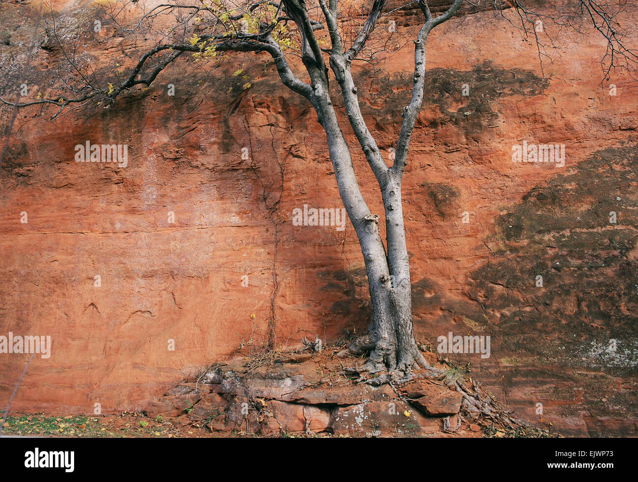 Contre les murs de canyon arbre dans le Red Rock Canyon SP, Hinton, OK Banque D'Images
