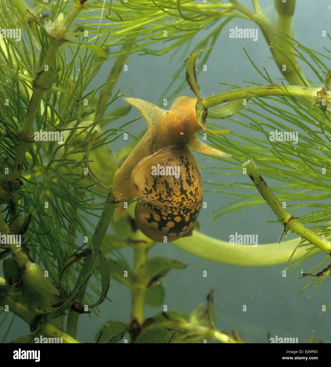 Escargot Lymnaea peregra errant - Banque D'Images