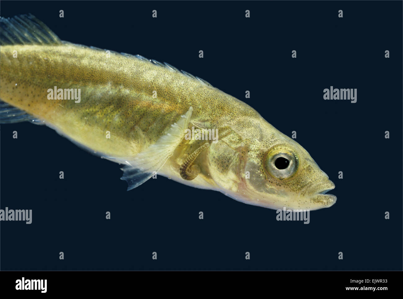 Sangsue Piscicola geometra poisson - Banque D'Images