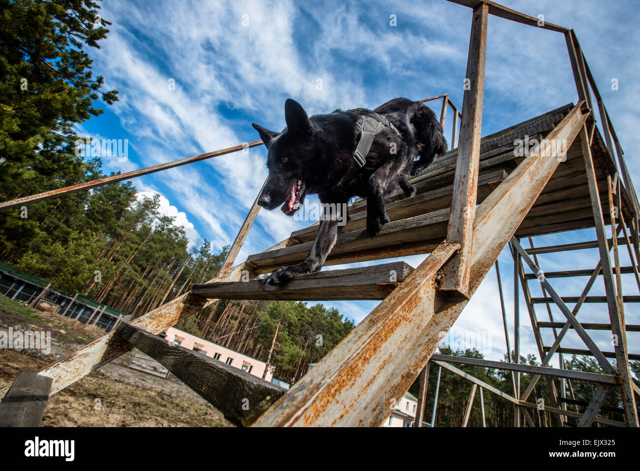 Police dog training Banque de photographies et d'images à haute résolution  - Alamy